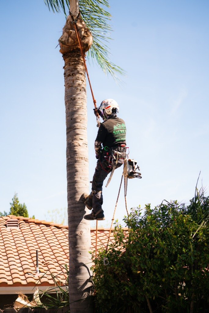 Palm trimming by Sierra crew
