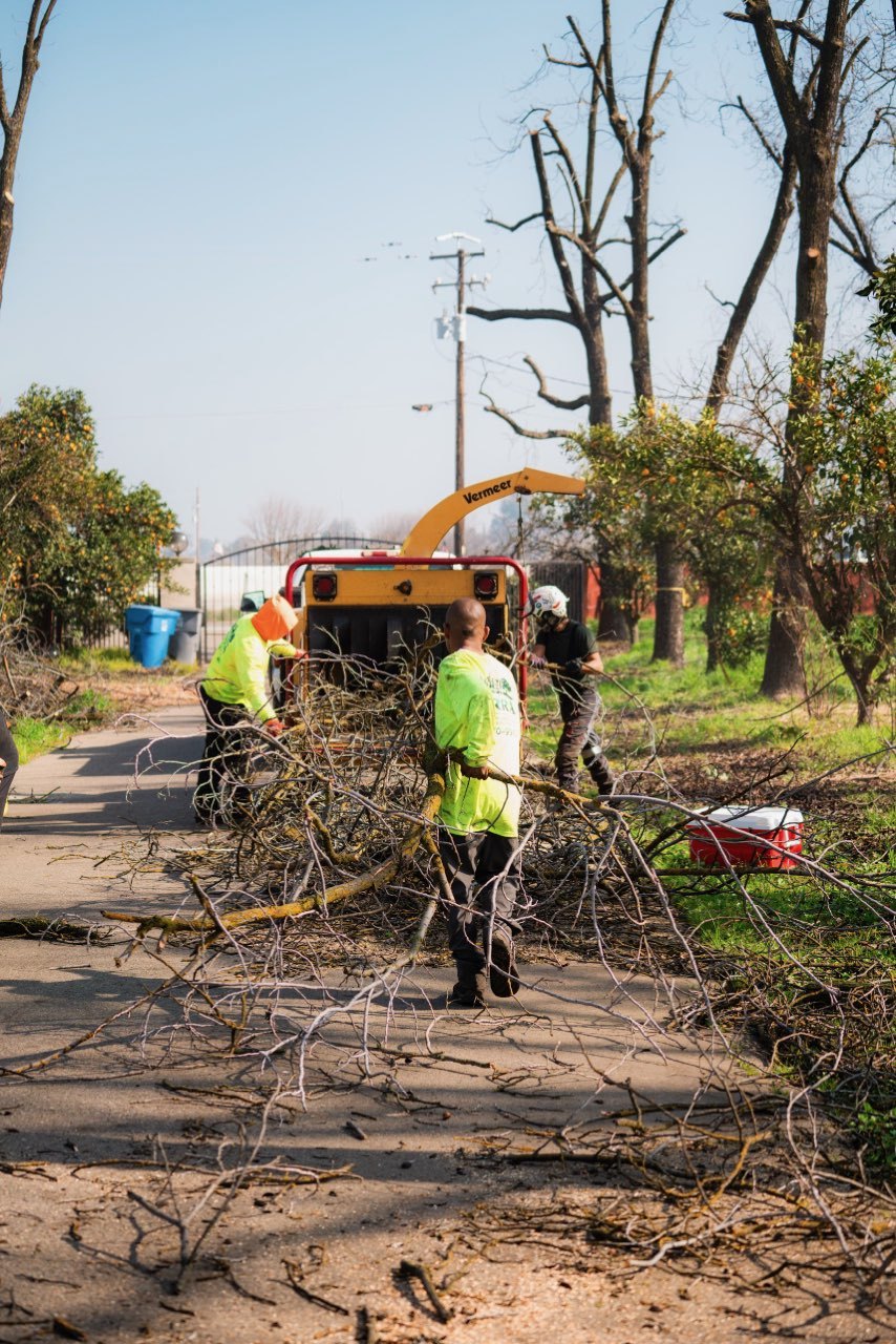 Sierra tree service crew and chipper